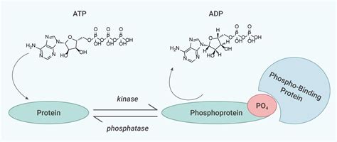 蛋白质去磷酸化是可逆反应